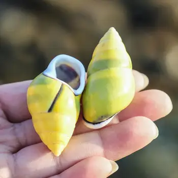 Vzor Slimáky Prírodné Conch Škrupiny Hviezdice Dekorácie Príručka Cowrie Sea Shell DIY Akvárium Nádrže Domov Ryby Shell